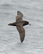 Image of Westland Black Petrel