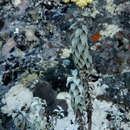 Image of Calomeria africana (S. Moore) Heine