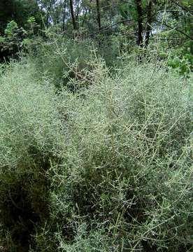 Слика од Stoebe plumosa (L.) Thunb.