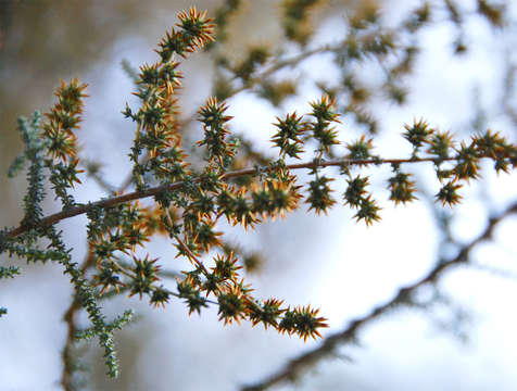 Image de Stoebe plumosa (L.) Thunb.