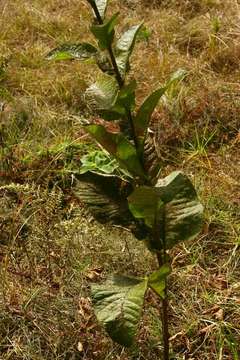 Image of Hare's ears