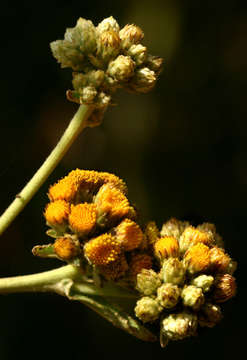 Image of Hare's ears