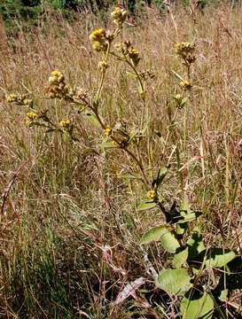 Image of yellowhead