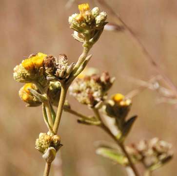 Image of yellowhead