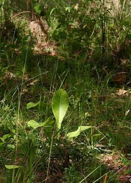 Image of yellowhead