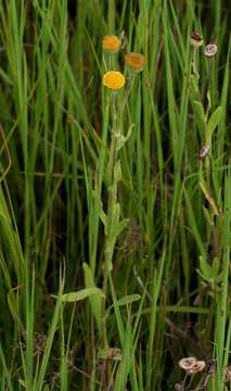 Sivun Pulicaria scabra (Thunb.) Druce kuva