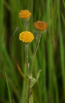 Sivun Pulicaria scabra (Thunb.) Druce kuva