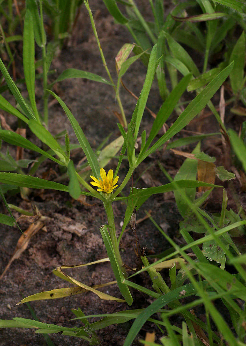 Plancia ëd Geigeria ornativa subsp. ornativa