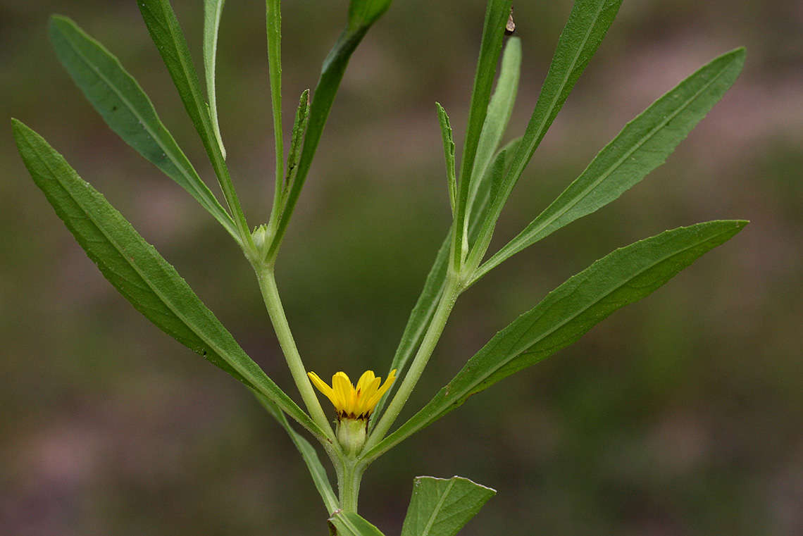 Plancia ëd Geigeria ornativa subsp. ornativa