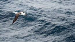 Image de Albatros de Carter