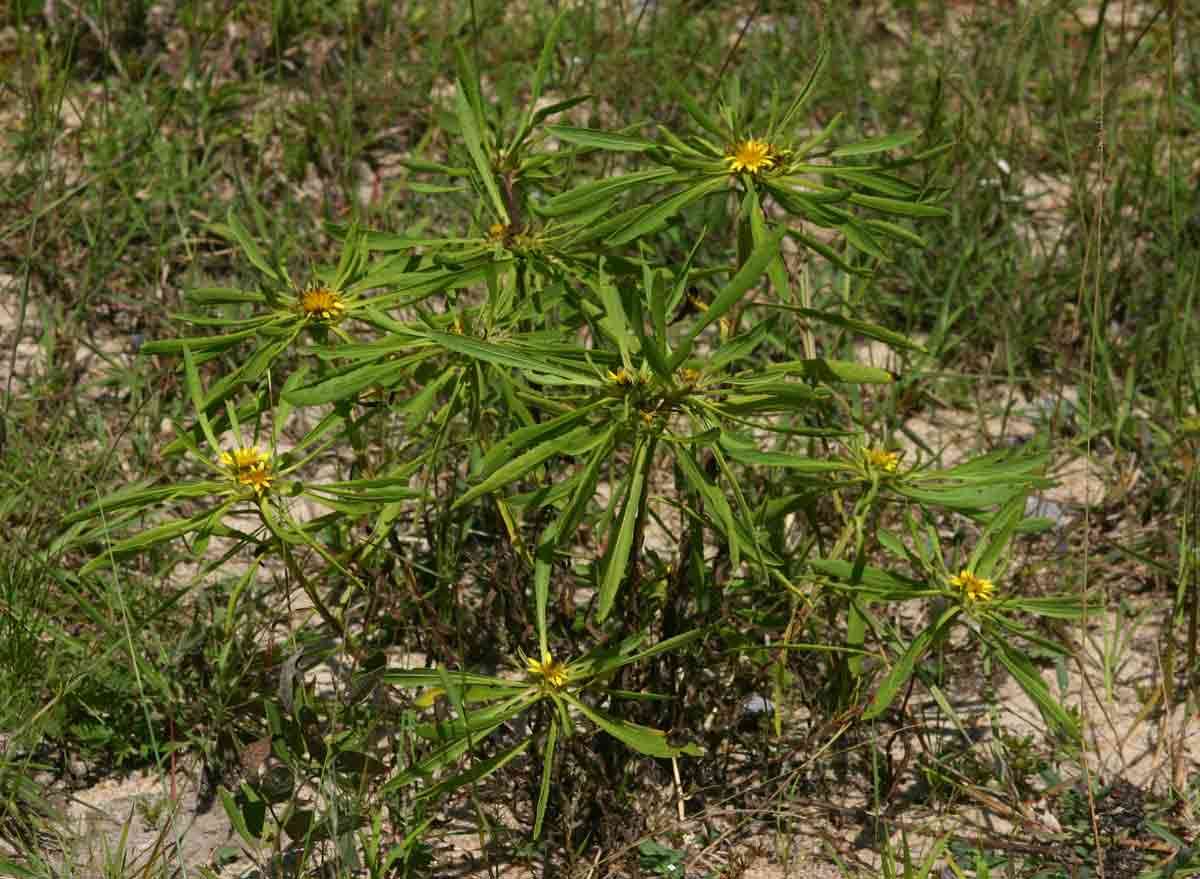 Plancia ëd Geigeria ornativa subsp. rhodesiana (S. Moore) S. Ortiz & Rodr. Oubiña