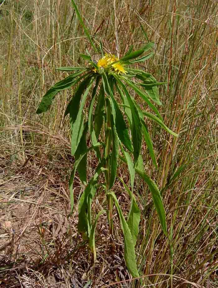 Plancia ëd Geigeria ornativa subsp. rhodesiana (S. Moore) S. Ortiz & Rodr. Oubiña