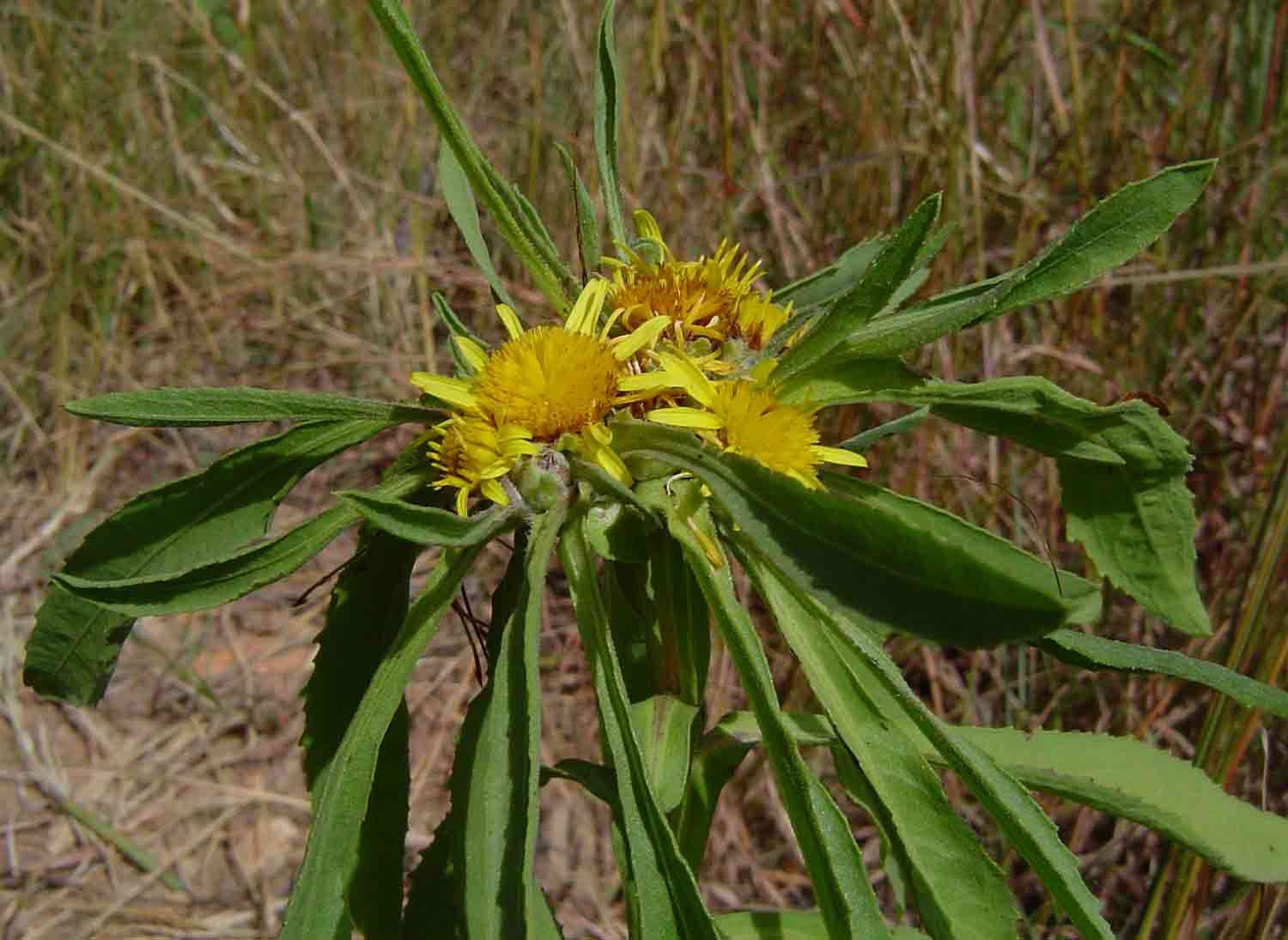 Plancia ëd Geigeria ornativa subsp. rhodesiana (S. Moore) S. Ortiz & Rodr. Oubiña