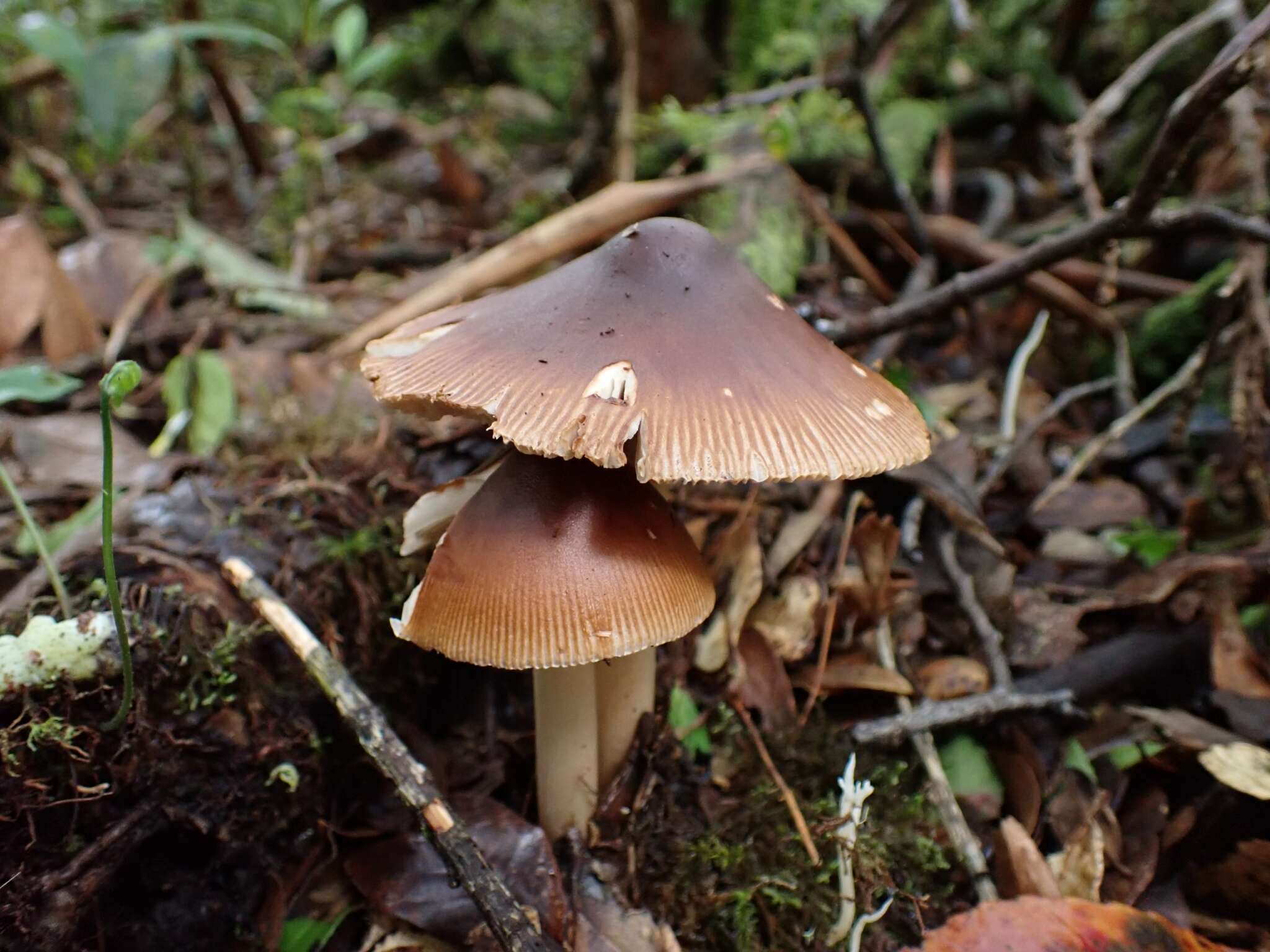 Image of Amanita fuligineodisca Tulloss, Ovrebo & Halling 1992