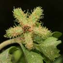 Image of Acanthospermum glabratum (DC.) Wild