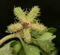 Image of Acanthospermum glabratum (DC.) Wild