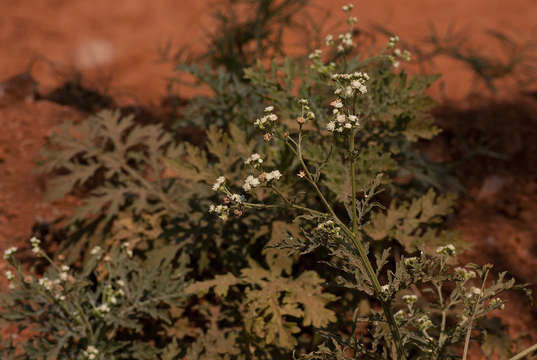 Image of feverfew