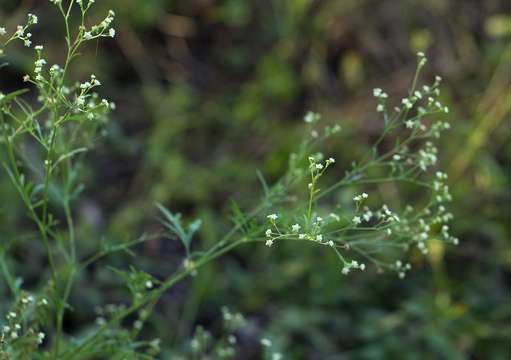 Image of feverfew