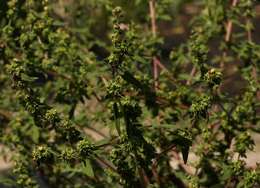 Image of Ambrosia maritima L.