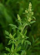 Image of Ambrosia maritima L.