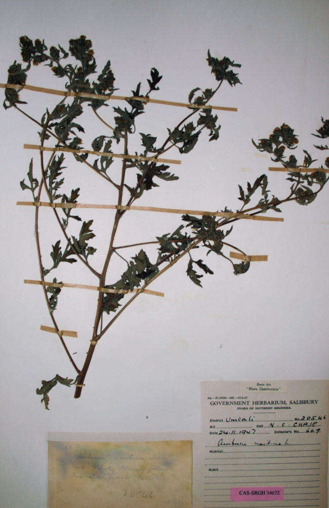 Image of Ambrosia maritima L.