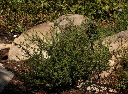 Image of Ambrosia maritima L.