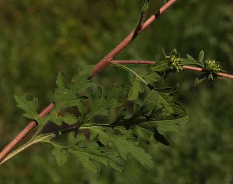 Image of Ambrosia maritima L.