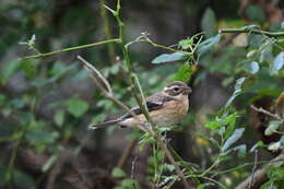 Image of Rose-breasted Grosbeak