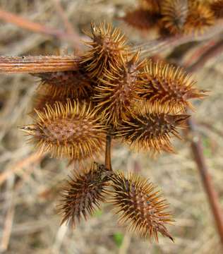 Image of cocklebur