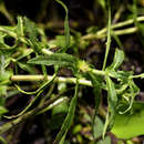 Image of Buffalo-Spinach