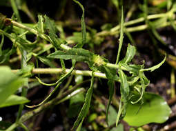 Image of swampwort