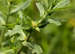 Image of swampwort