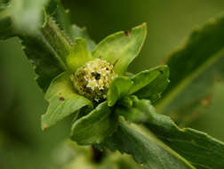 Image of swampwort