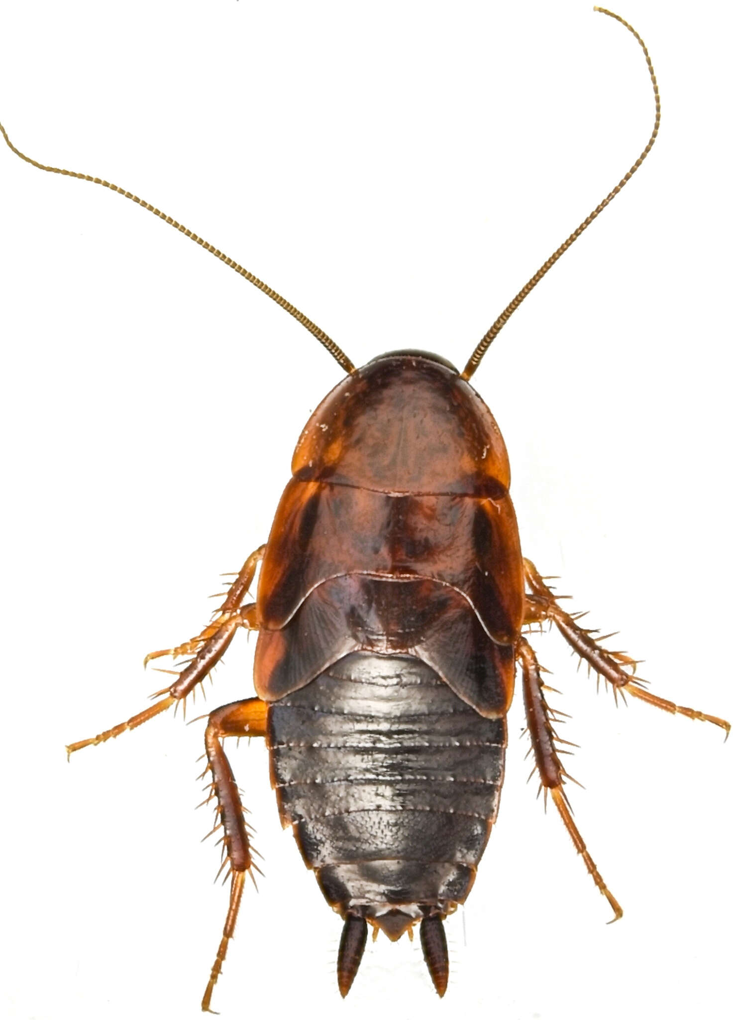 Image of American Wood Cockroach