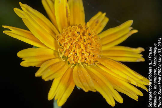 Image of creeping-oxeye