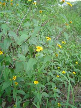 Image de Aspilia mossambicensis (Oliv.) Wild