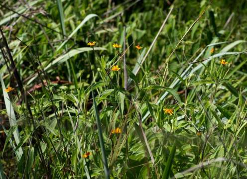 Image de Aspilia mossambicensis (Oliv.) Wild