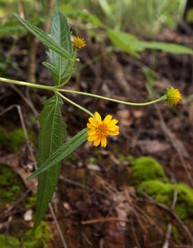 Image de Aspilia mossambicensis (Oliv.) Wild