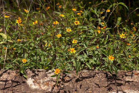 Image de Aspilia mossambicensis (Oliv.) Wild