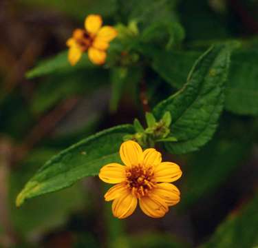 Image de Aspilia mossambicensis (Oliv.) Wild