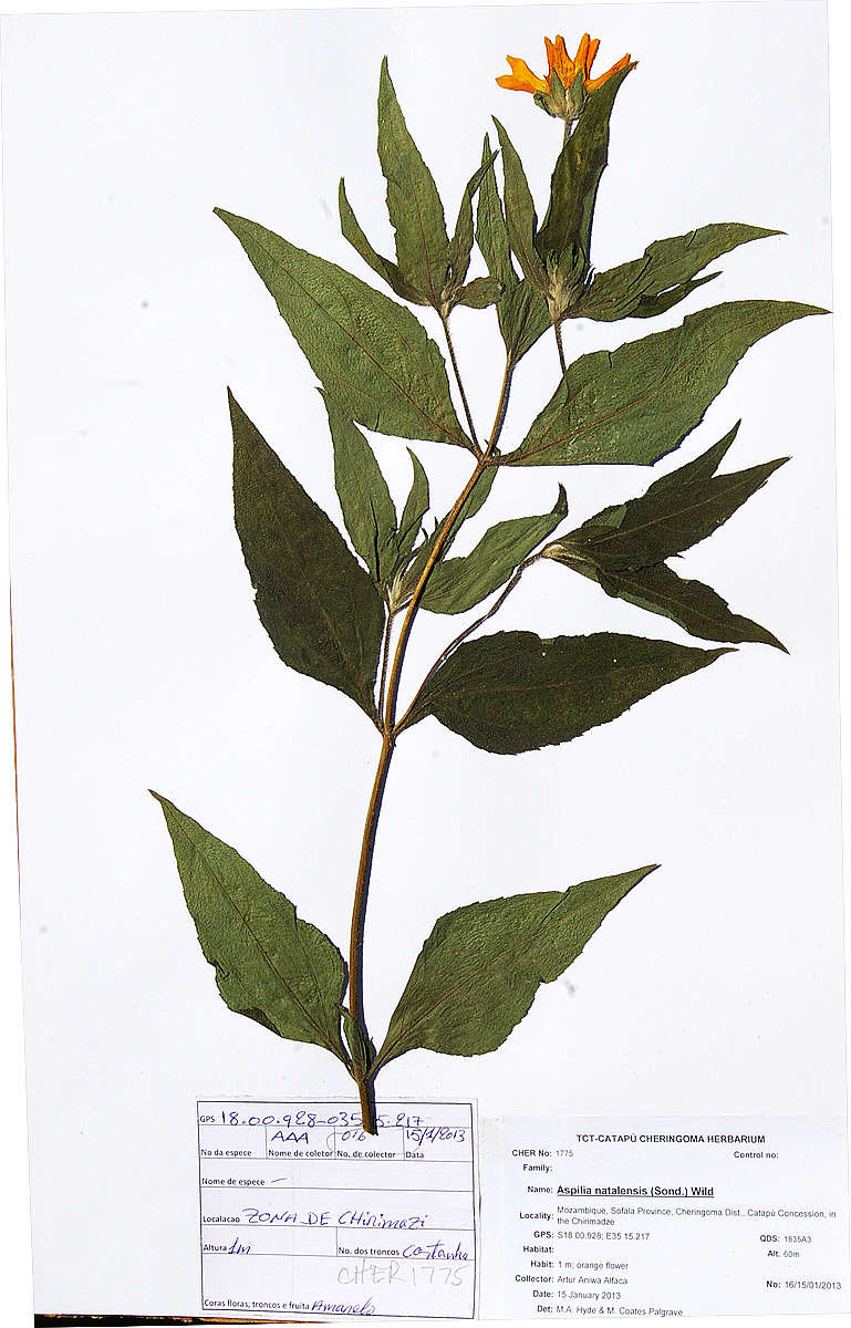 Image of Aspilia natalensis (Sond.) Wild