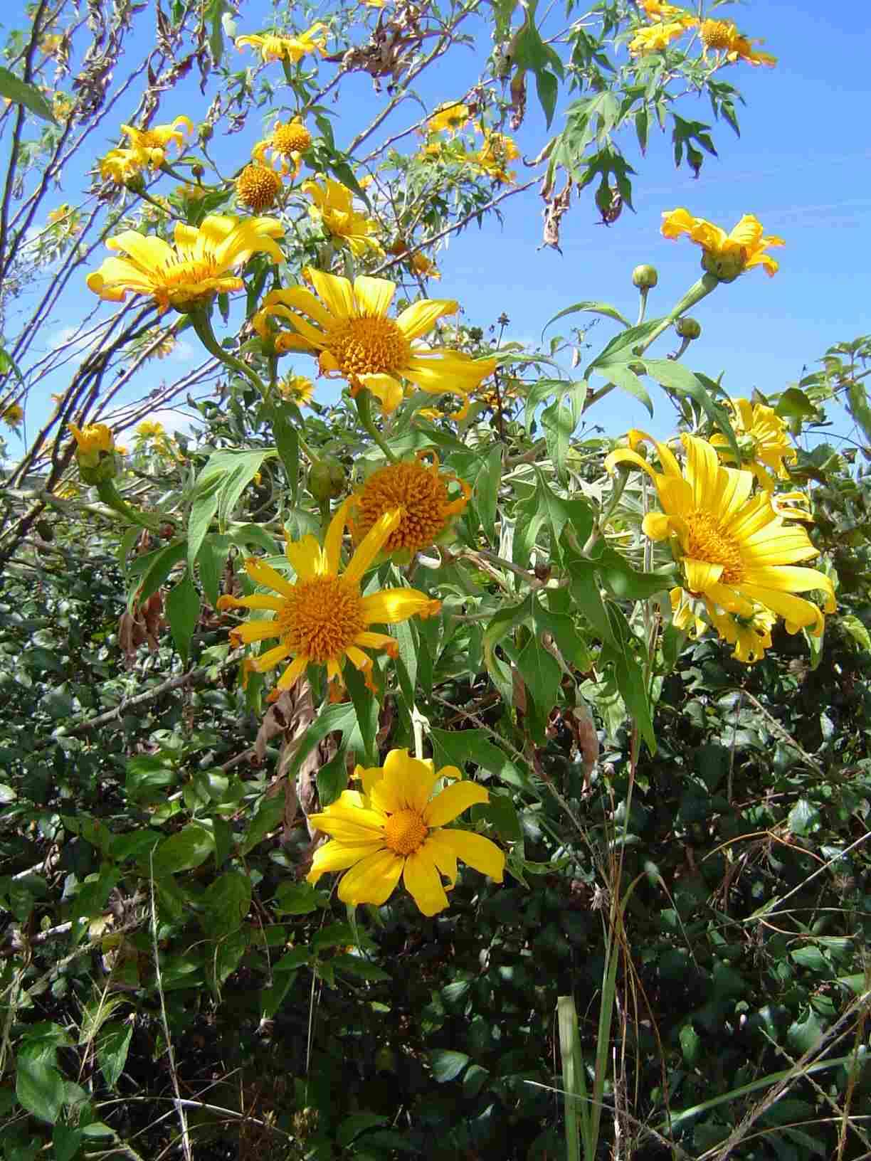 Image of Mexican sunflower