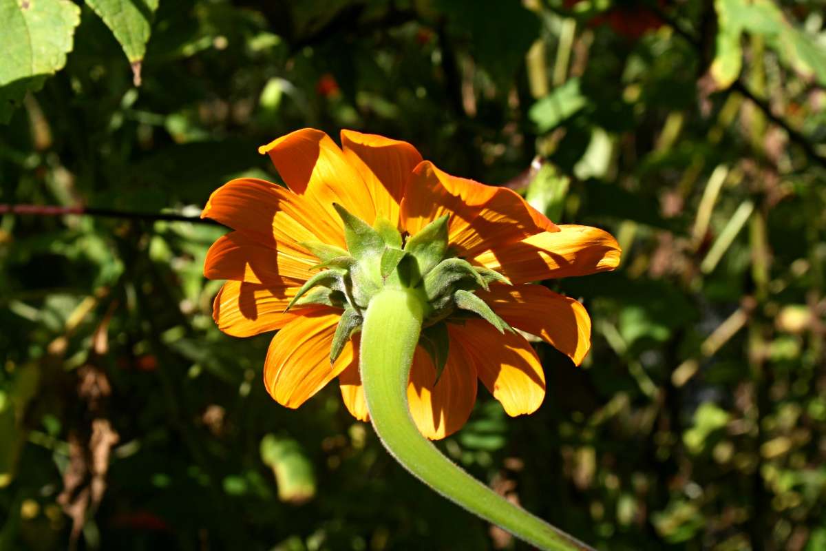 Image of Mexican sunflower