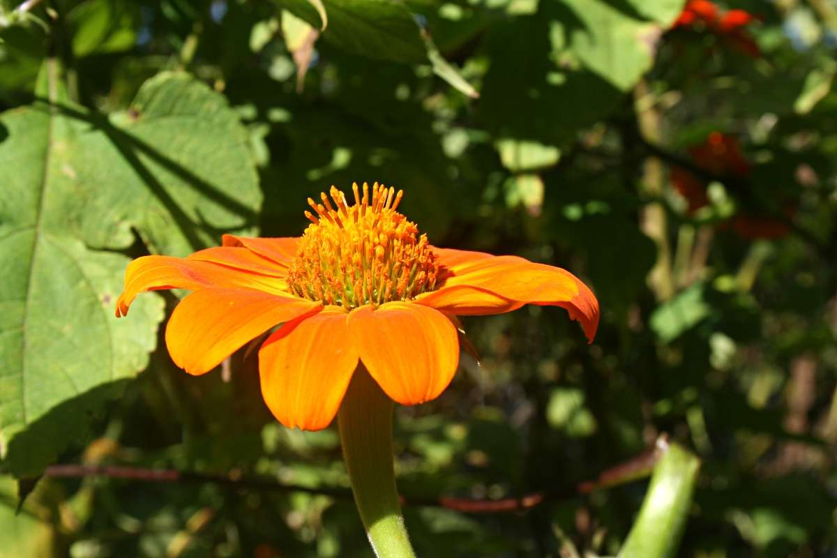Image of Mexican sunflower