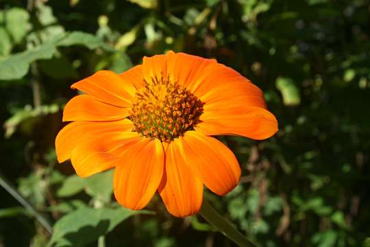 صورة Tithonia