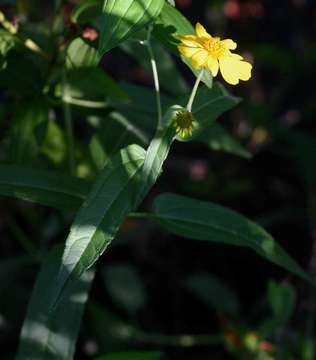 Sivun Lipotriche scandens (Schum.) Orchard kuva