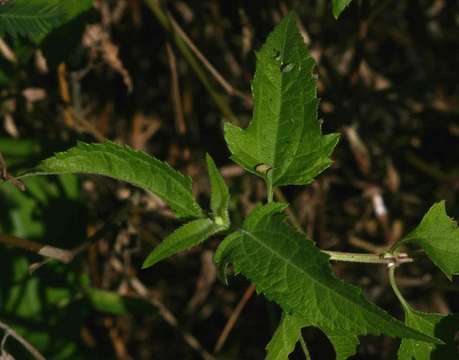 Image of Lipotriche scandens (Schum.) Orchard