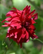 Image of dahlia