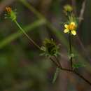 Image of Yellow-flowered blackjack