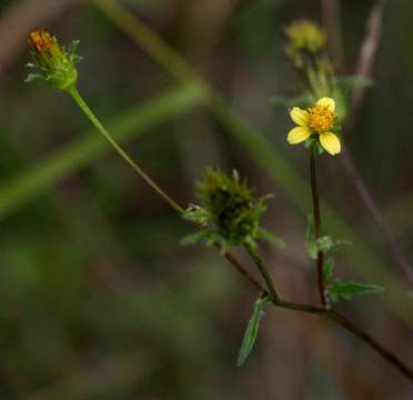 صورة Bidens biternata (Lour.) Merr. & Sherff